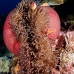 anemonefish_pink_mid_v_0705_png1236.jpg